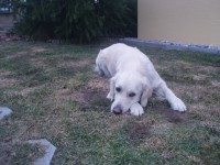 /album/fotogalerie/emma3-3-2013-jpg/