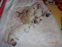 /album/fotogalerie/a109-jpg1/