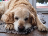 /album/fotogalerie/lejdy-jpg/