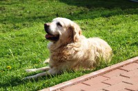 /album/fotogalerie/lejdynka-jpg/